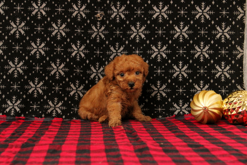 puppy, for, sale, Mini Poodle, Matthew B. Stoltzfus, dog, breeder, Gap, PA, dog-breeder, puppy-for-sale, forsale, nearby, find, puppyfind, locator, puppylocator, aca